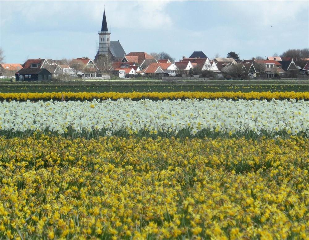 hotel b and b het spookhuis niederlandische den hoorn kuste niederlande flowers view