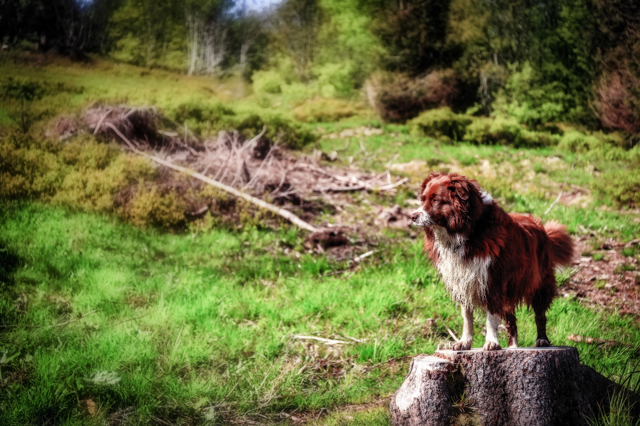 hotel mit hund schwarzwald